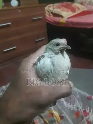 Running King Quail