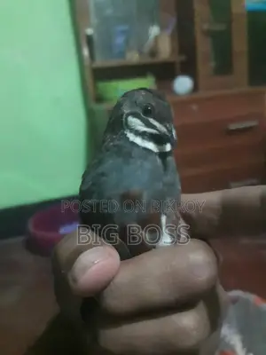 রানিং কিং কোয়েল