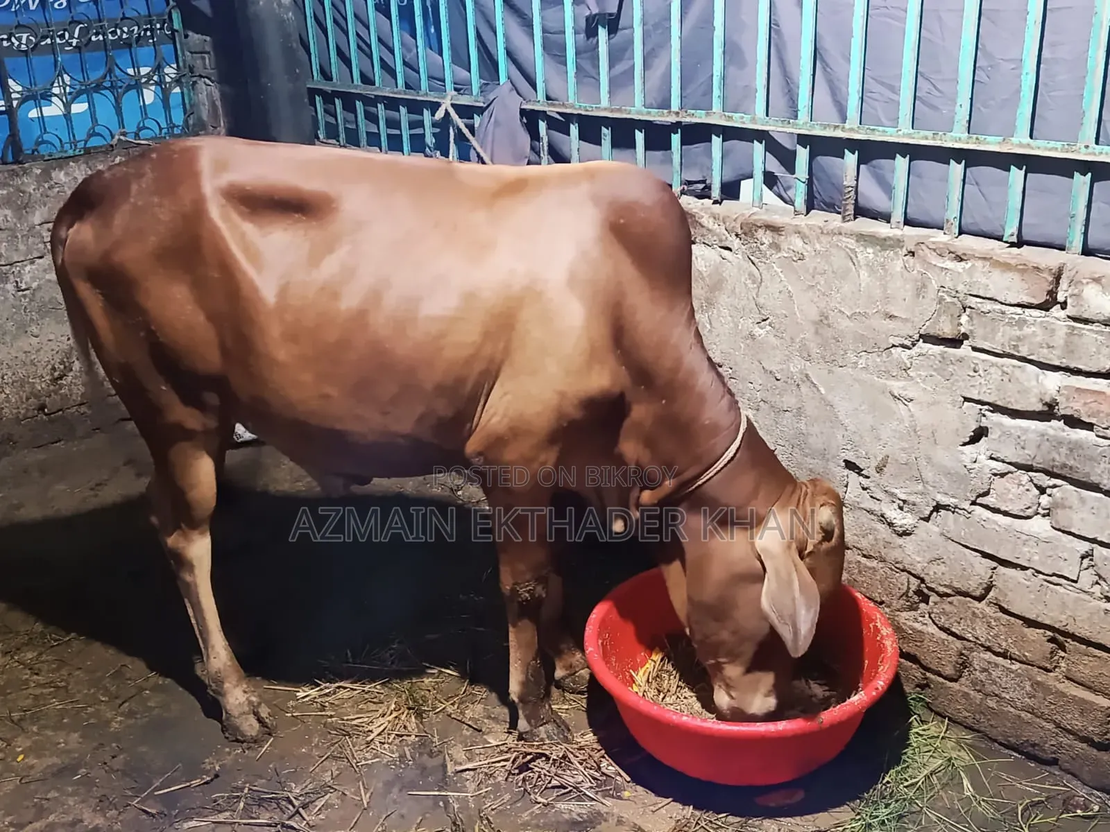A Local Cow For Sale
