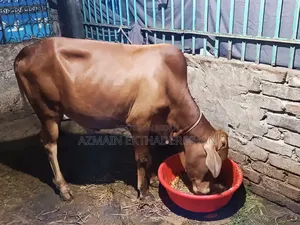 A Local Cow For Sale