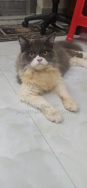 1-3 months Male Purebred Persian