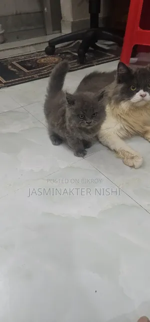 1-3 Months Male Purebred Persian