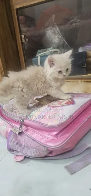 1-3 Months Male Purebred Persian