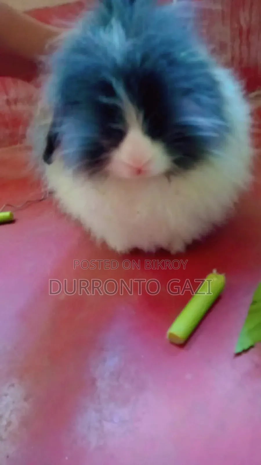 এক্সহিবিশন অ্যাঙ্গোরা র‍্যাবিট হাই কোয়ালিটি
