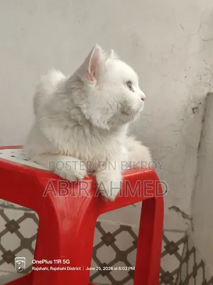 ৩-৬ মাস বয়সী পুরুষ বিশুদ্ধ জাতের পার্সিয়ান