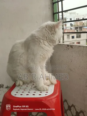 3-6 Months Male Purebred Persian