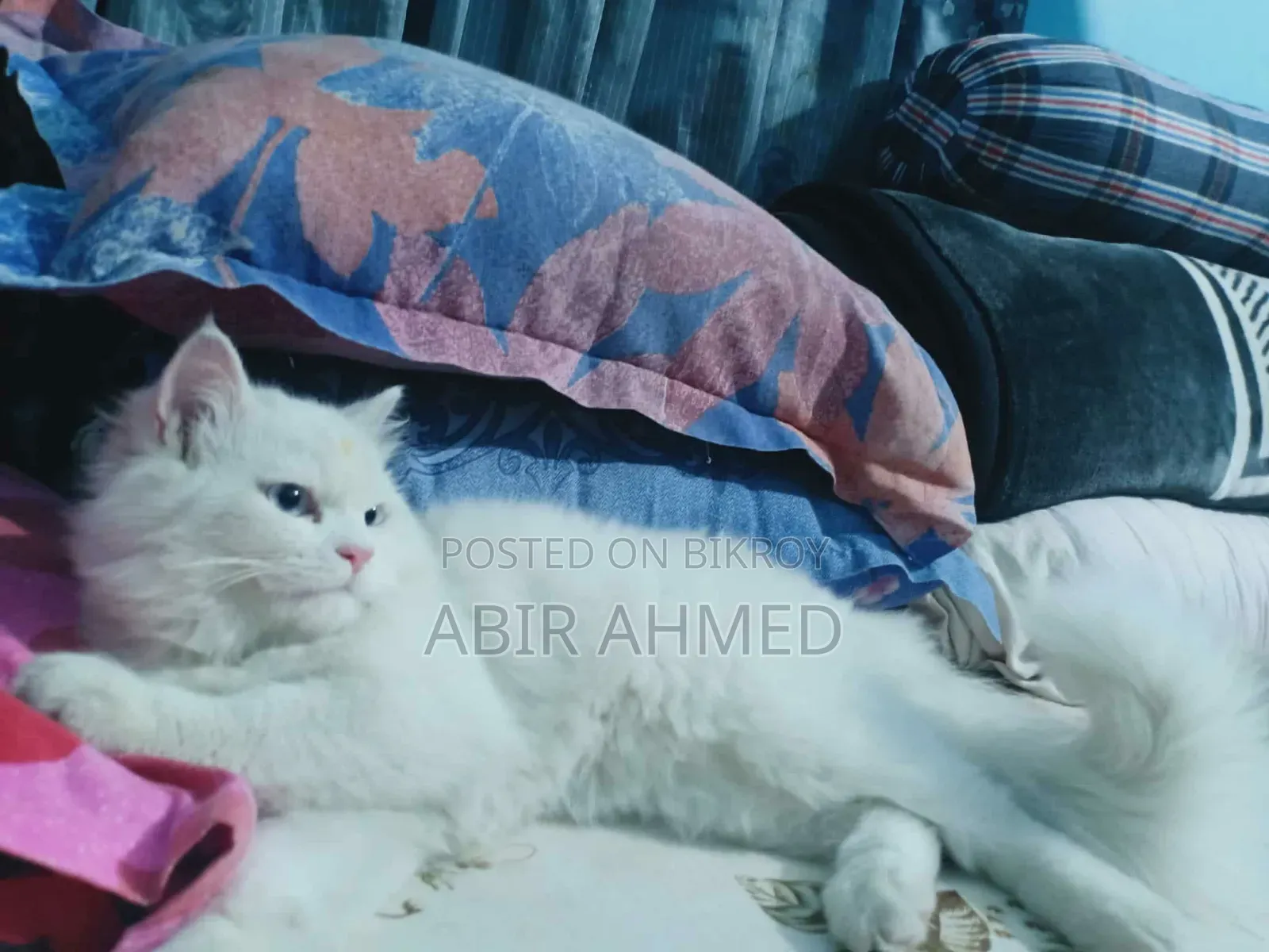 3-6 Months Male Purebred Persian