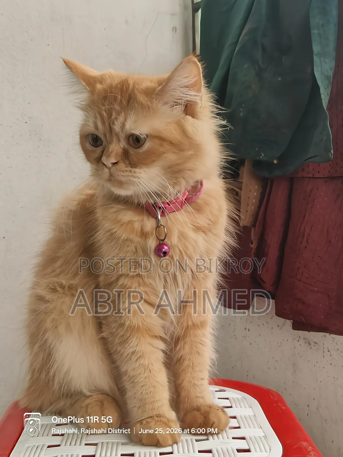 3-6 Months Male Purebred Persian