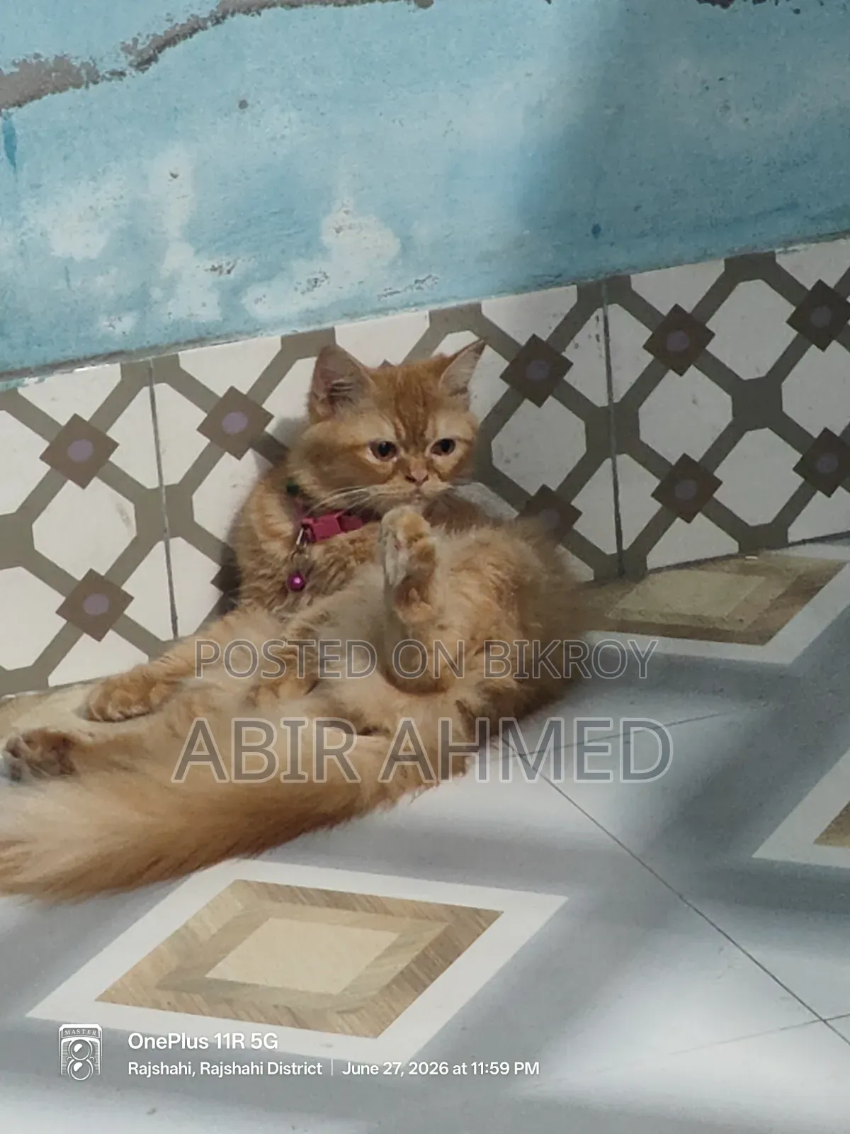 3-6 Months Male Purebred Persian