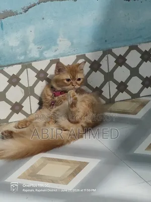 3-6 Months Male Purebred Persian