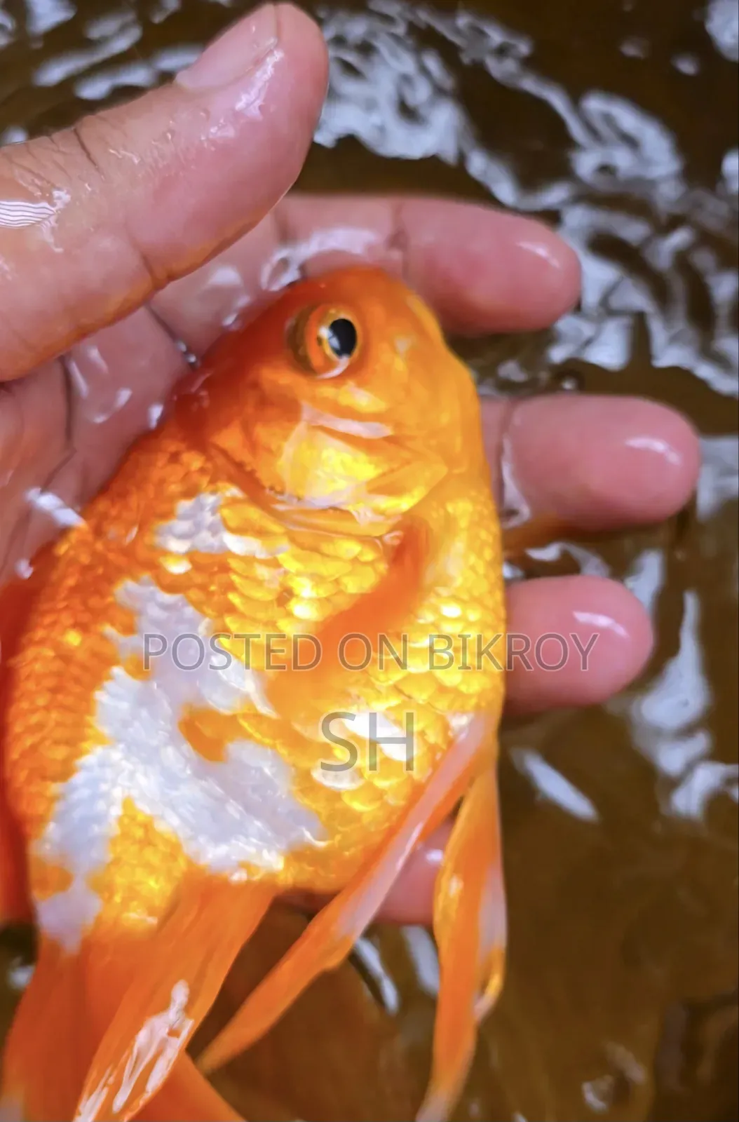 Ruiking Gold Fish