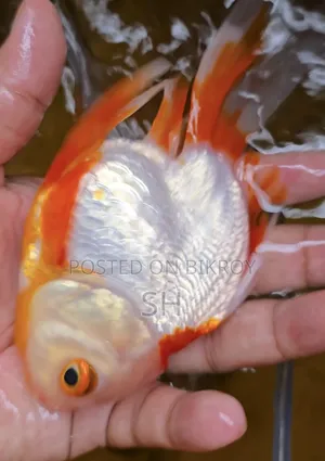 Ruiking Gold Fish