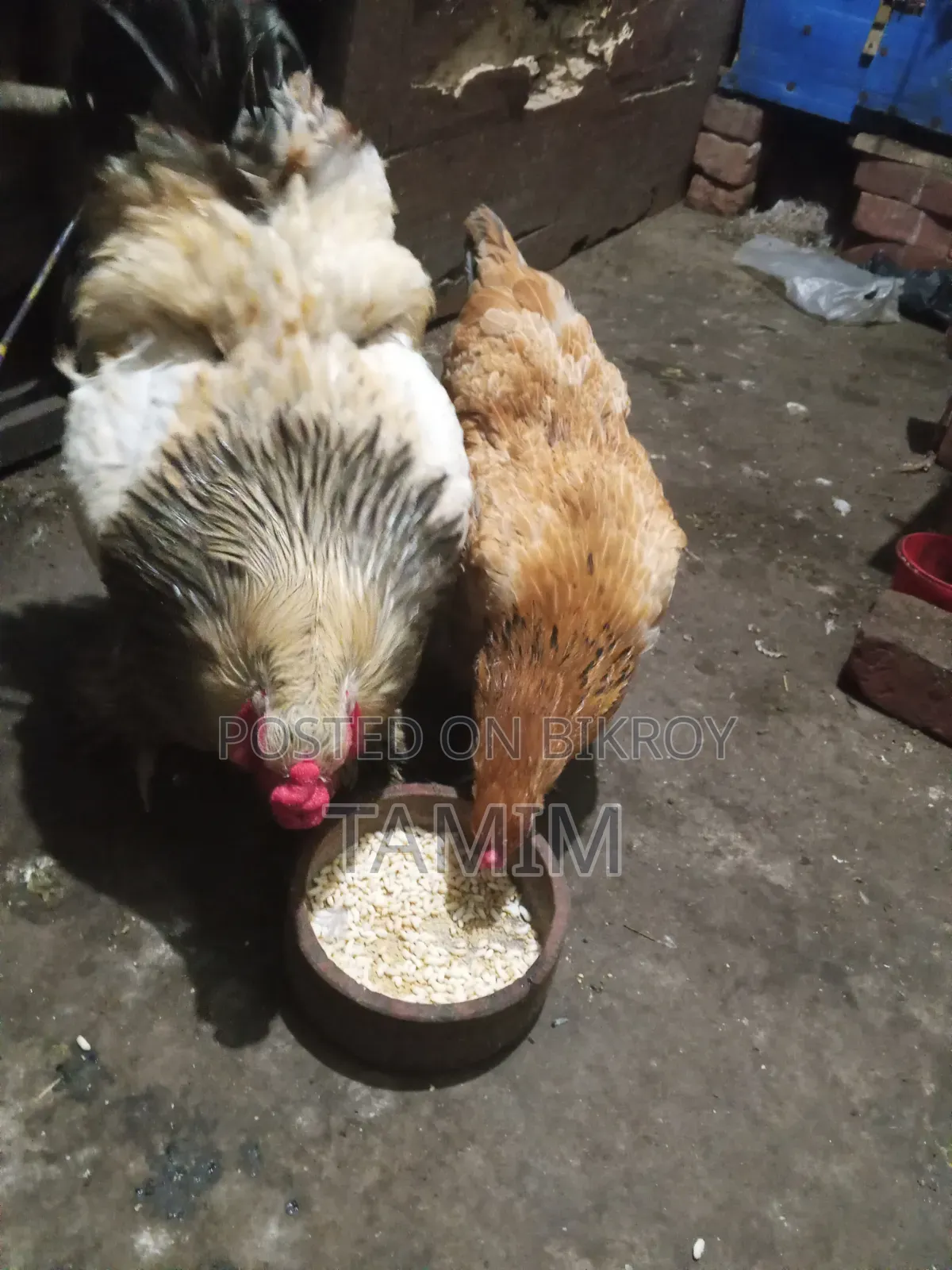 আমেরিকান ব্রাহমা