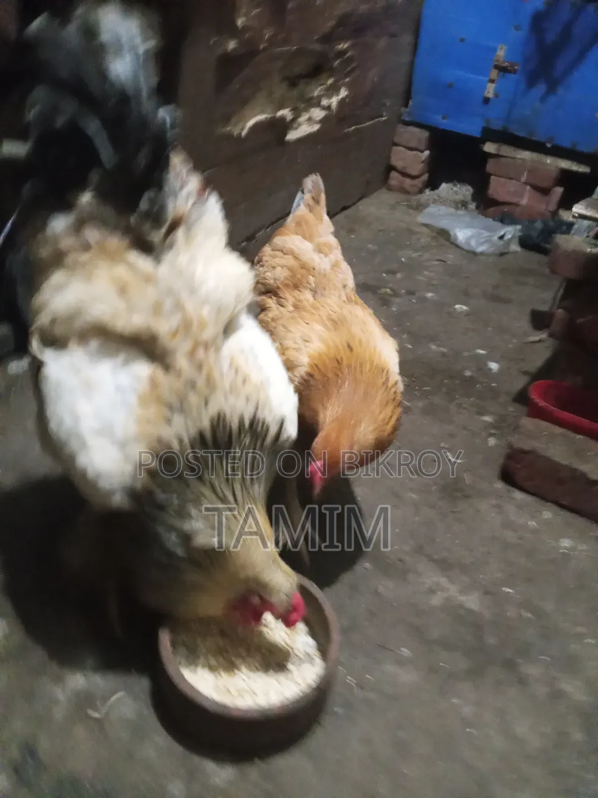 আমেরিকান ব্রাহমা