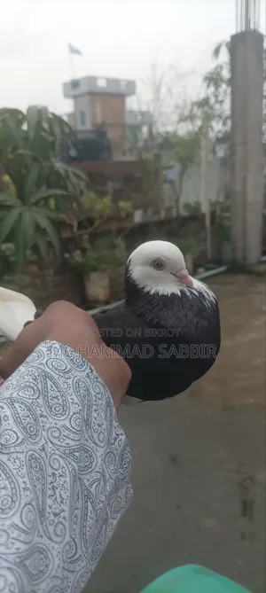 ২ পিছ গররা মাদি ফুল ফ্রেশ সাপ চোখ