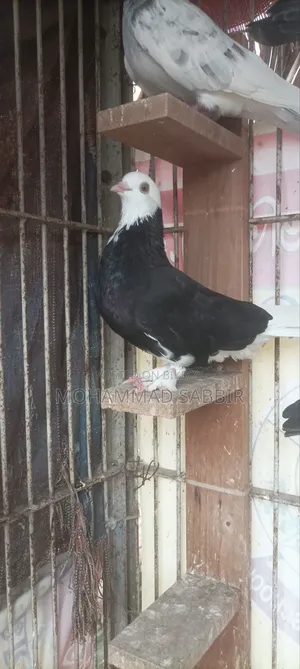 ২ পিছ গররা মাদি ফুল ফ্রেশ সাপ চোখ