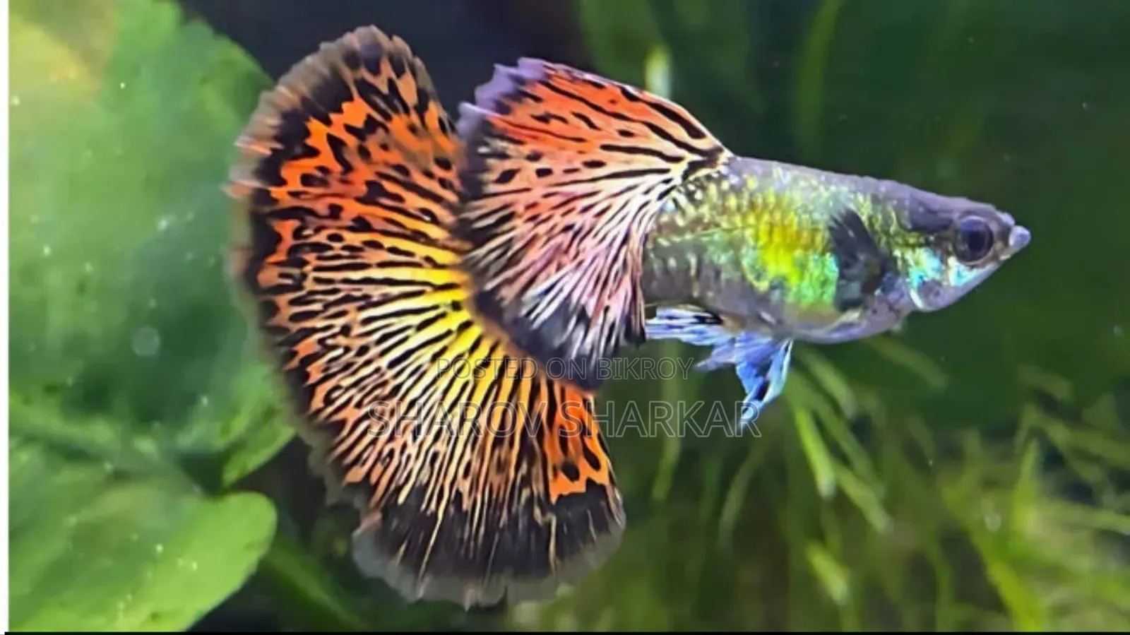 Hm Guppy #Reelsviralシfb #Foryouシpage #Fbreelsfypシ゚ #Viral