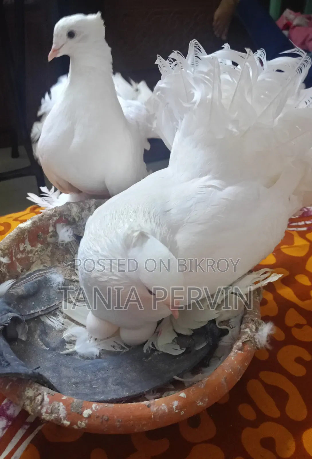 লক্ষা কবুতর