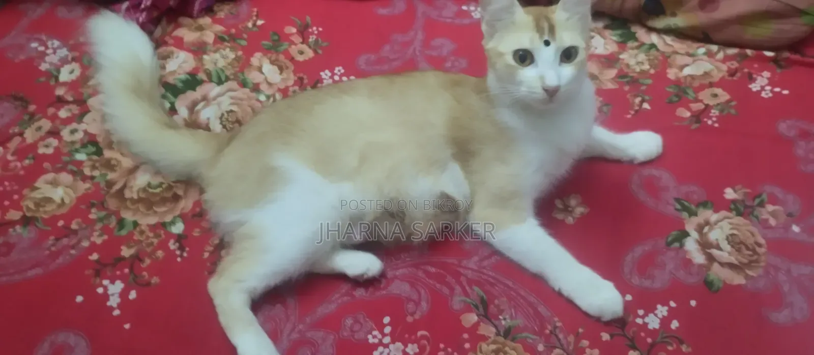 1+ Year Female Mixed Breed Persian