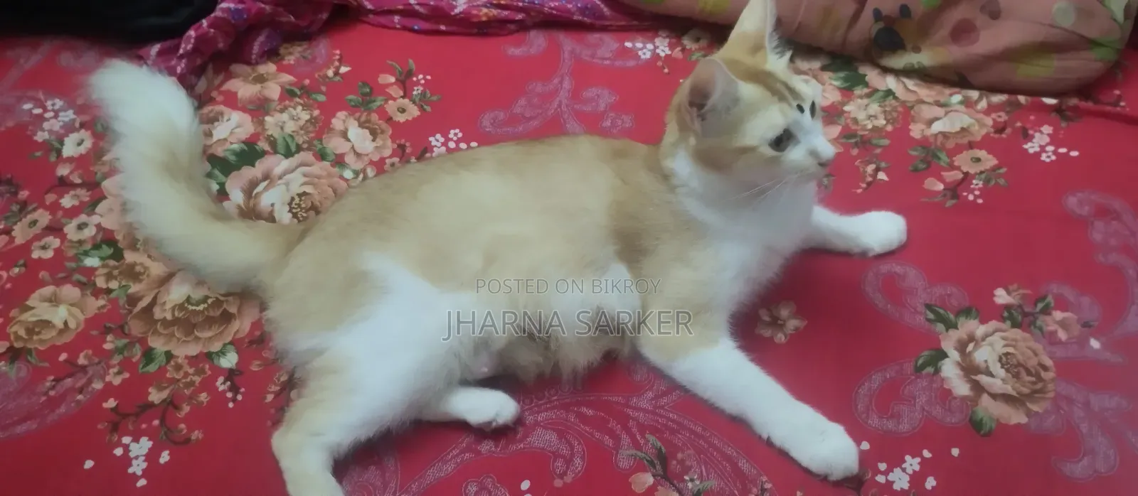 1+ Year Female Mixed Breed Persian
