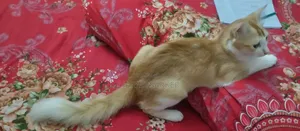 1+ Year Female Mixed Breed Persian