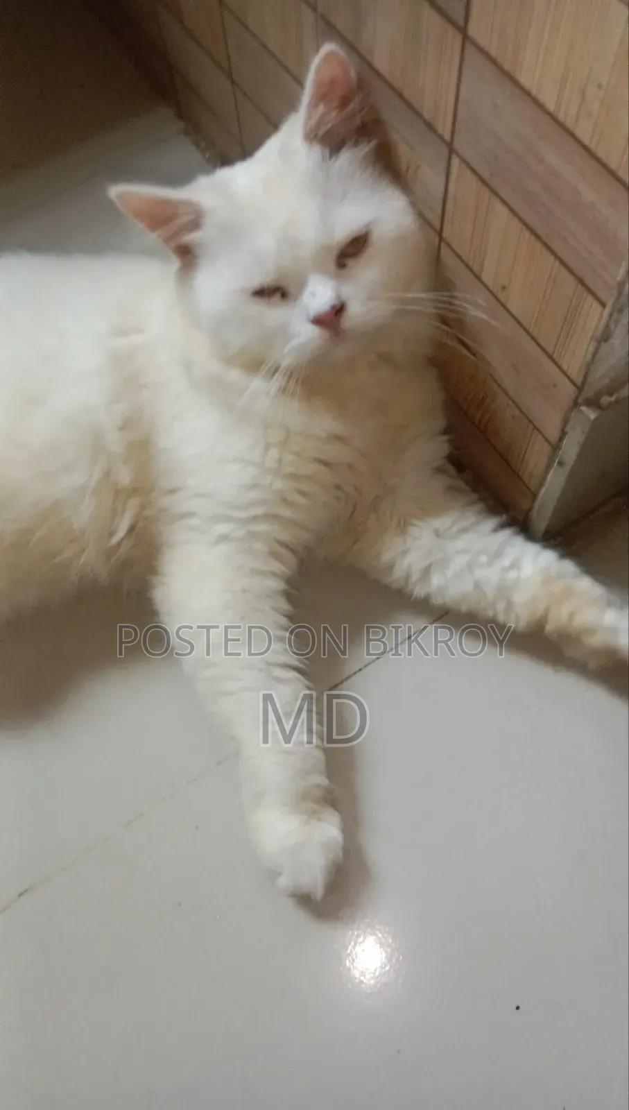 ১+ বছরের পুরুষ বিশুদ্ধ পার্সিয়ান বিড়াল
