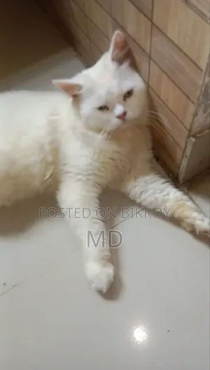 ১+ বছরের পুরুষ বিশুদ্ধ পার্সিয়ান বিড়াল
