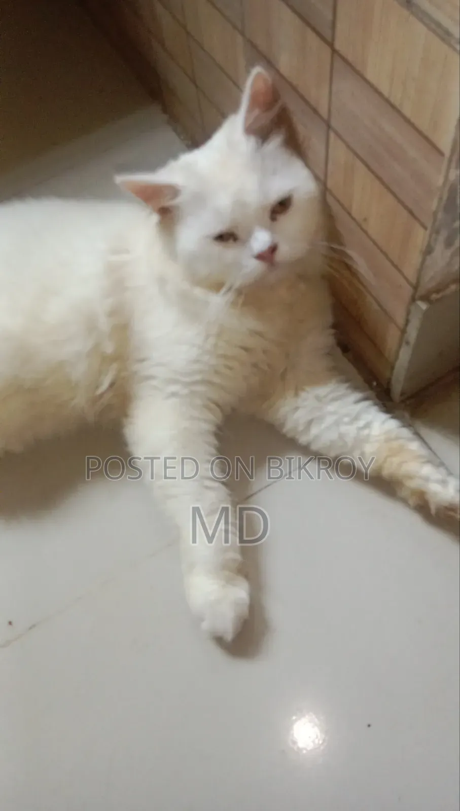 ১+ বছরের পুরুষ বিশুদ্ধ পার্সিয়ান বিড়াল