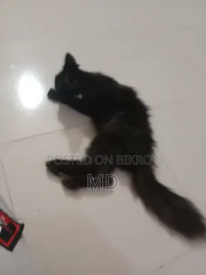 ১+ বছরের পুরুষ বিশুদ্ধ পার্সিয়ান বিড়াল