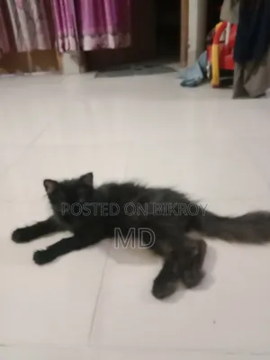 ১+ বছরের পুরুষ বিশুদ্ধ পার্সিয়ান বিড়াল