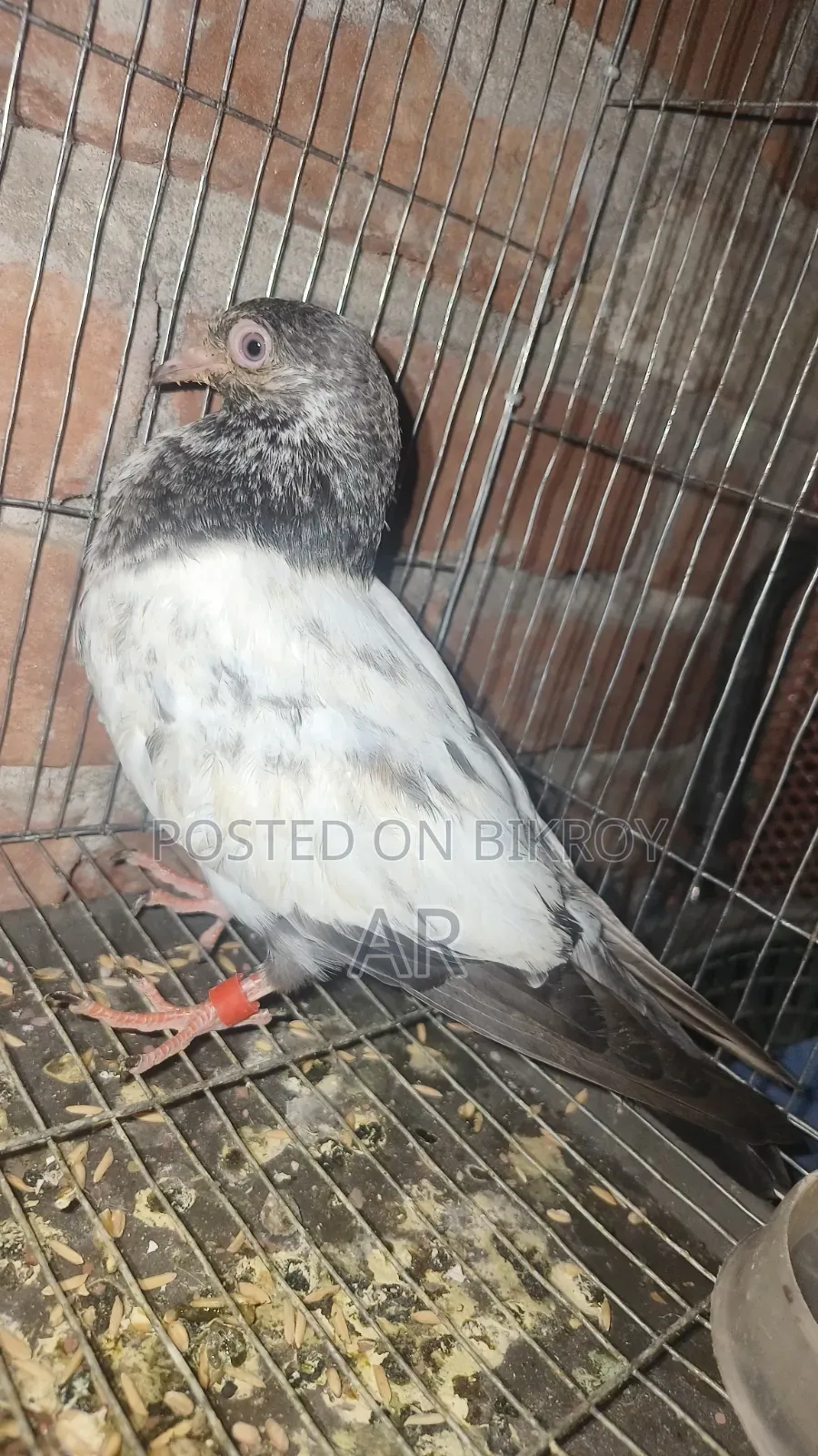 Kamagar Pigeon
