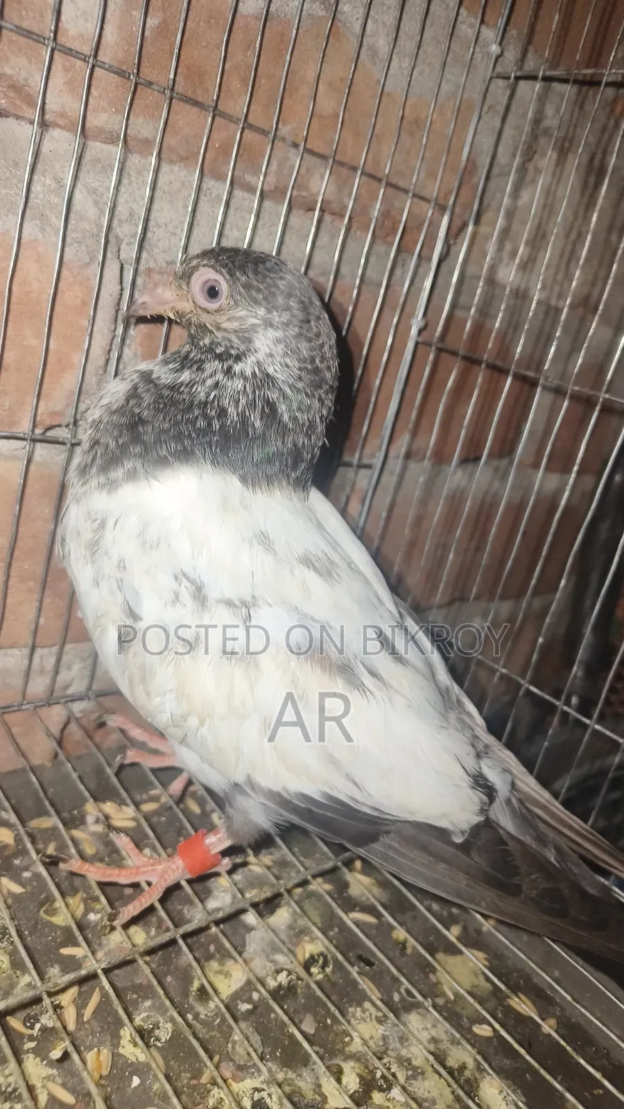 Kamagar Pigeon
