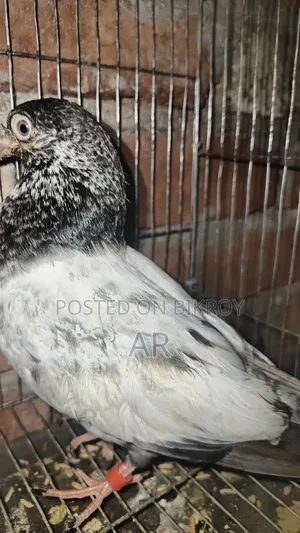 Kamagar Pigeon