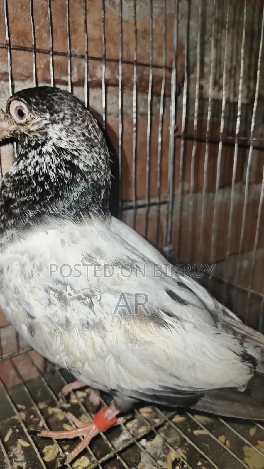 Kamagar Pigeon