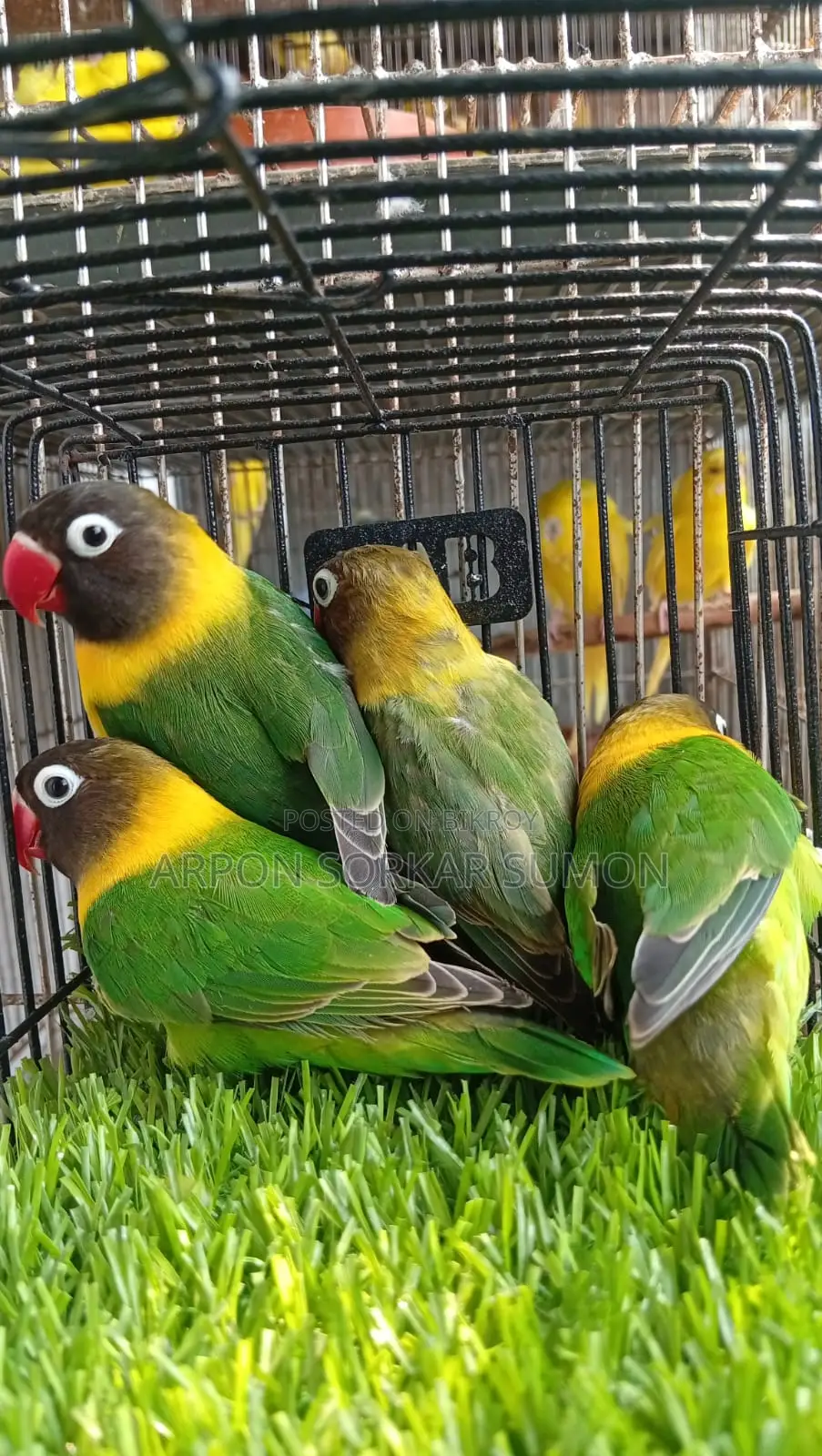 ইয়েলো কলার্ড ২পিয়ার