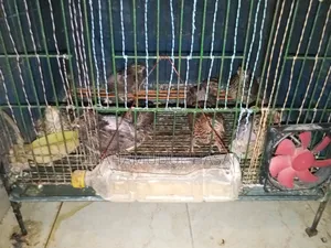 রানিং ডিম পাড়া কোয়েল পাখি বিক্রয় হবে।