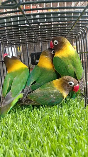 ইয়েলো কলার্ড ২পিয়ার