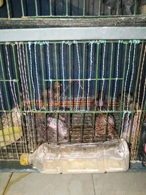 রানিং ডিম পাড়া কোয়েল পাখি বিক্রয় হবে।