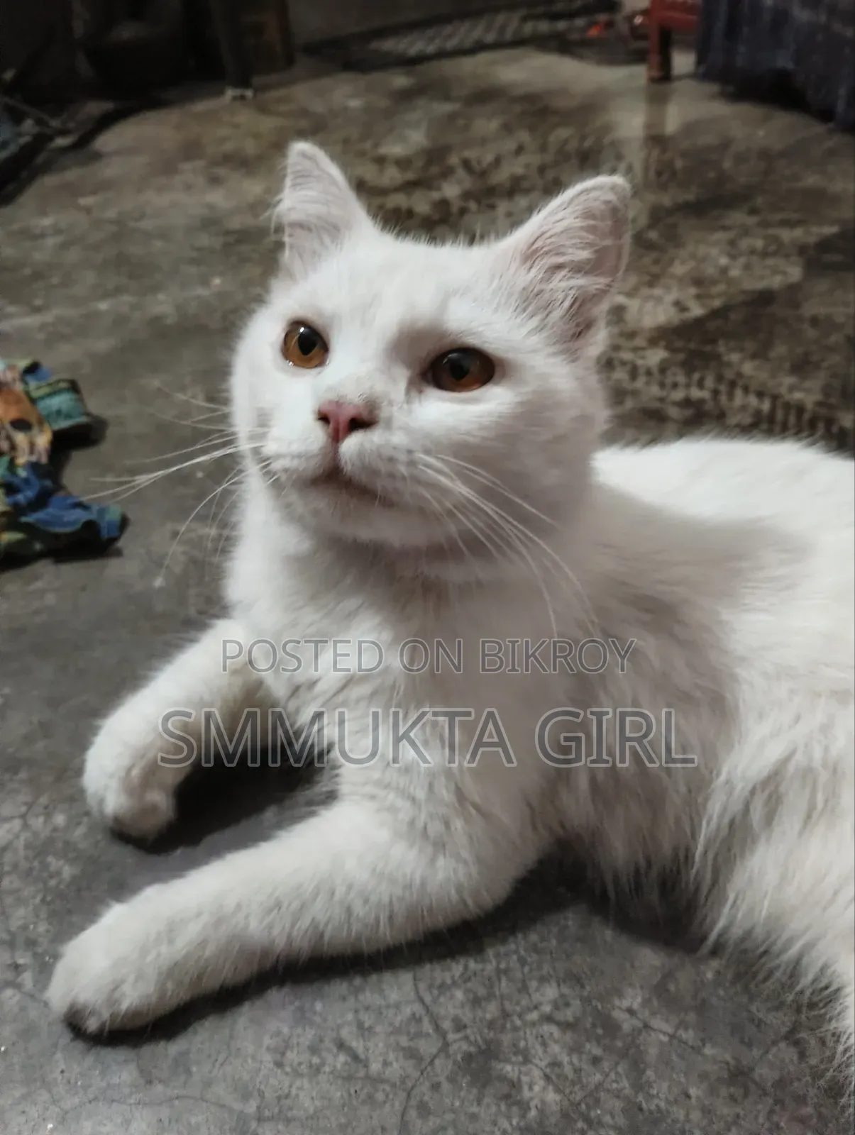 3-6 Months Male Mixed Breed Persian