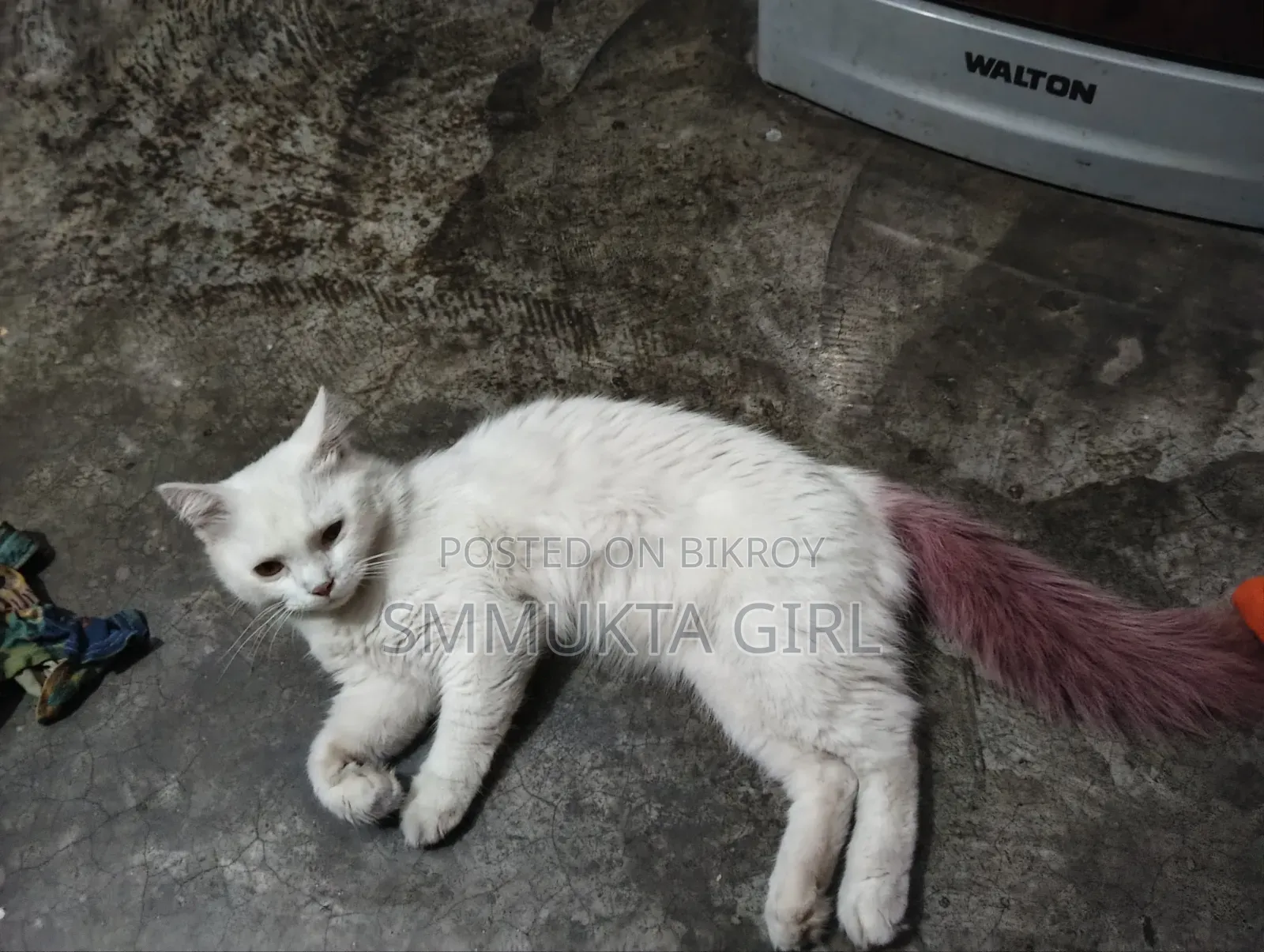 3-6 Months Male Mixed Breed Persian