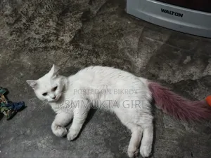 3-6 Months Male Mixed Breed Persian