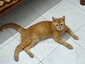 ০-১ মাস বয়সী মহিলা মিশ্র জাতের পার্সিয়ান