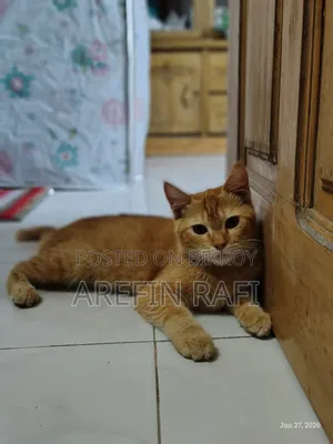 ০-১ মাস বয়সী মহিলা মিশ্র জাতের পার্সিয়ান