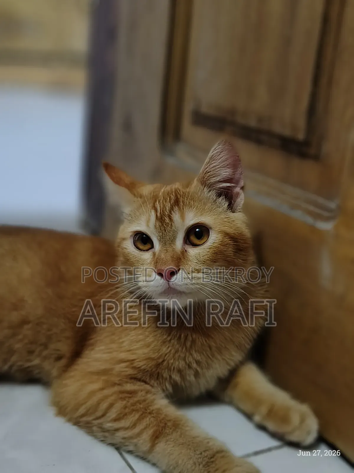০-১ মাস বয়সী মহিলা মিশ্র জাতের পার্সিয়ান