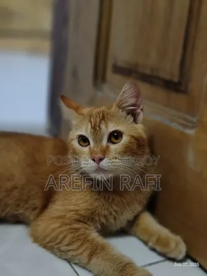 ০-১ মাস বয়সী মহিলা মিশ্র জাতের পার্সিয়ান