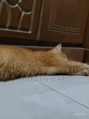 ০-১ মাস বয়সী মহিলা মিশ্র জাতের পার্সিয়ান