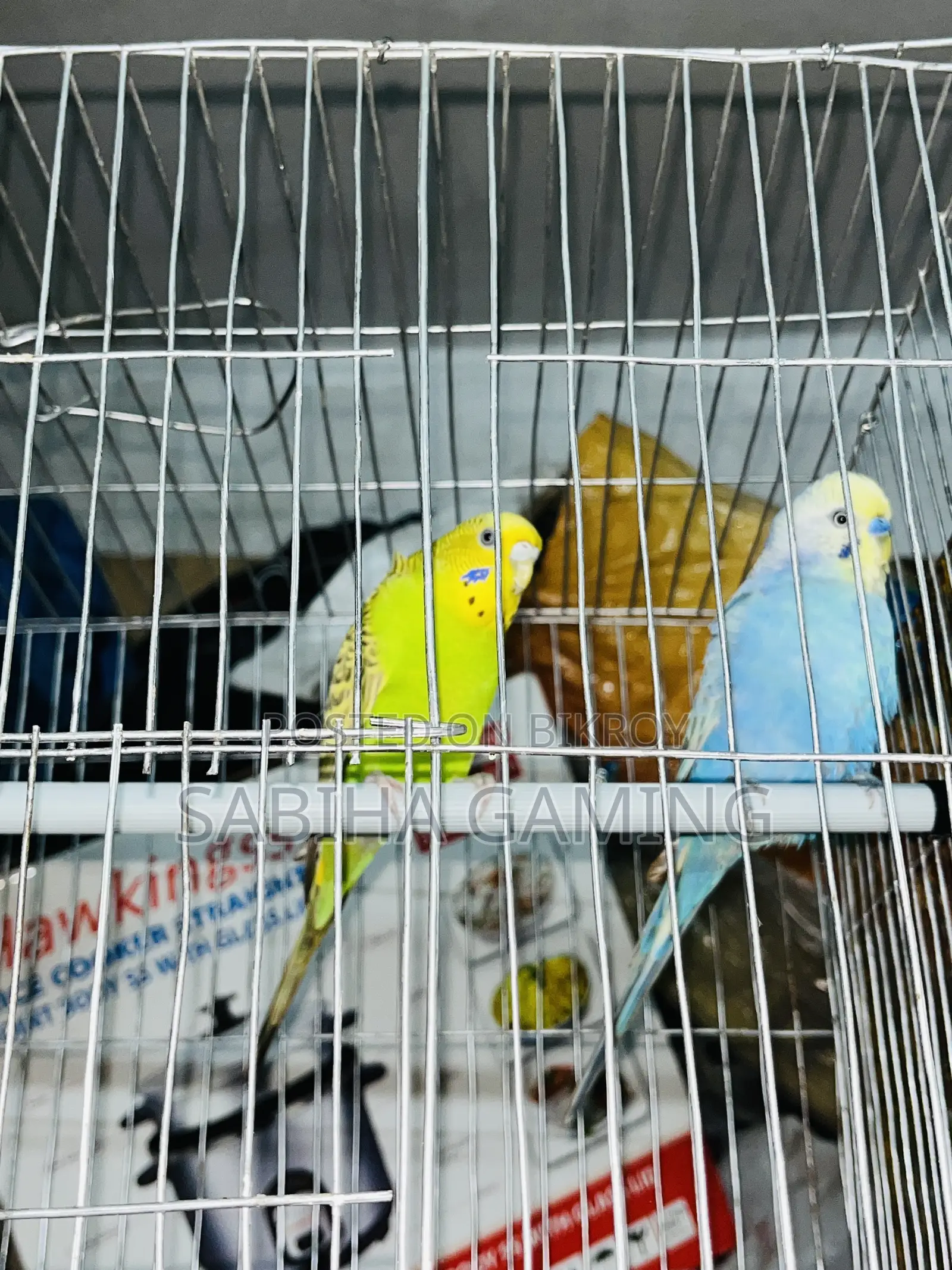 বাজেরিকা পাখি ডিম্ সহ