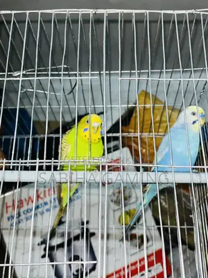 বাজেরিকা পাখি ডিম্ সহ