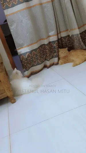6-12 months Male Purebred Persian
