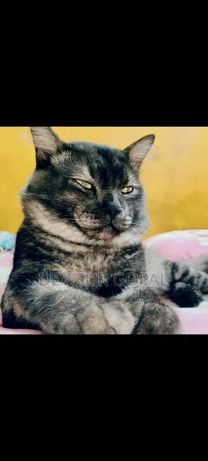 6-12 Months Male Purebred Persian